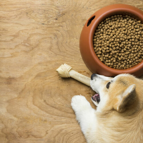 10 dog food deals to check out on Black Friday 2022