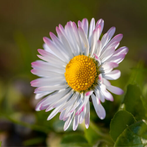 Birth flowers by month and what they mean