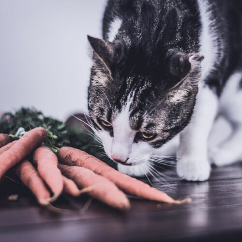 7 human foods that are safe for cats