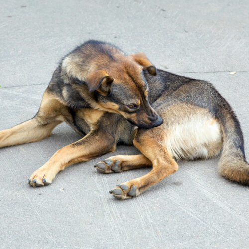 7 clear signs of tick bites in pets